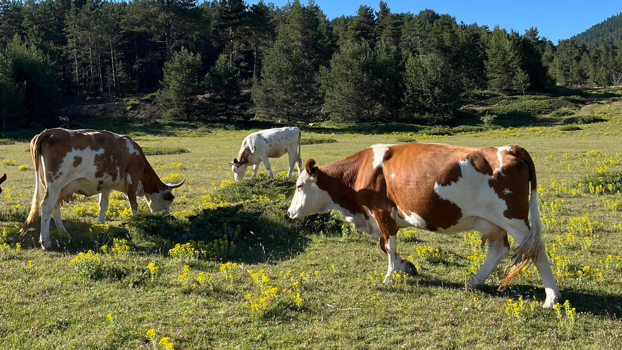 İşte Ankara’ya en uyumlu inek ırkları!