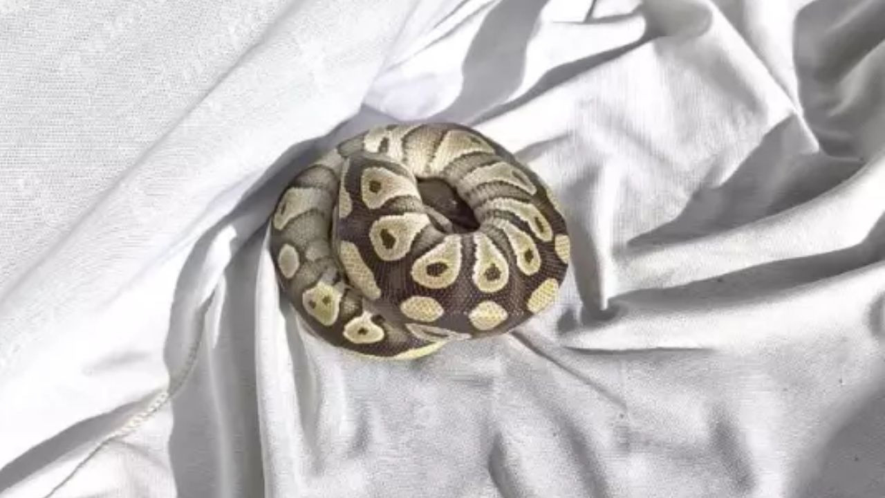 Konya’da denetimde şok! Cebinden yavru yılan çıktı