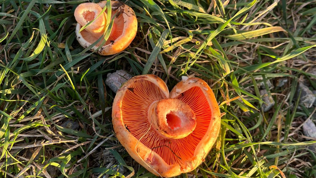 Kızılcahamam'da mantar sezonu açıldı!