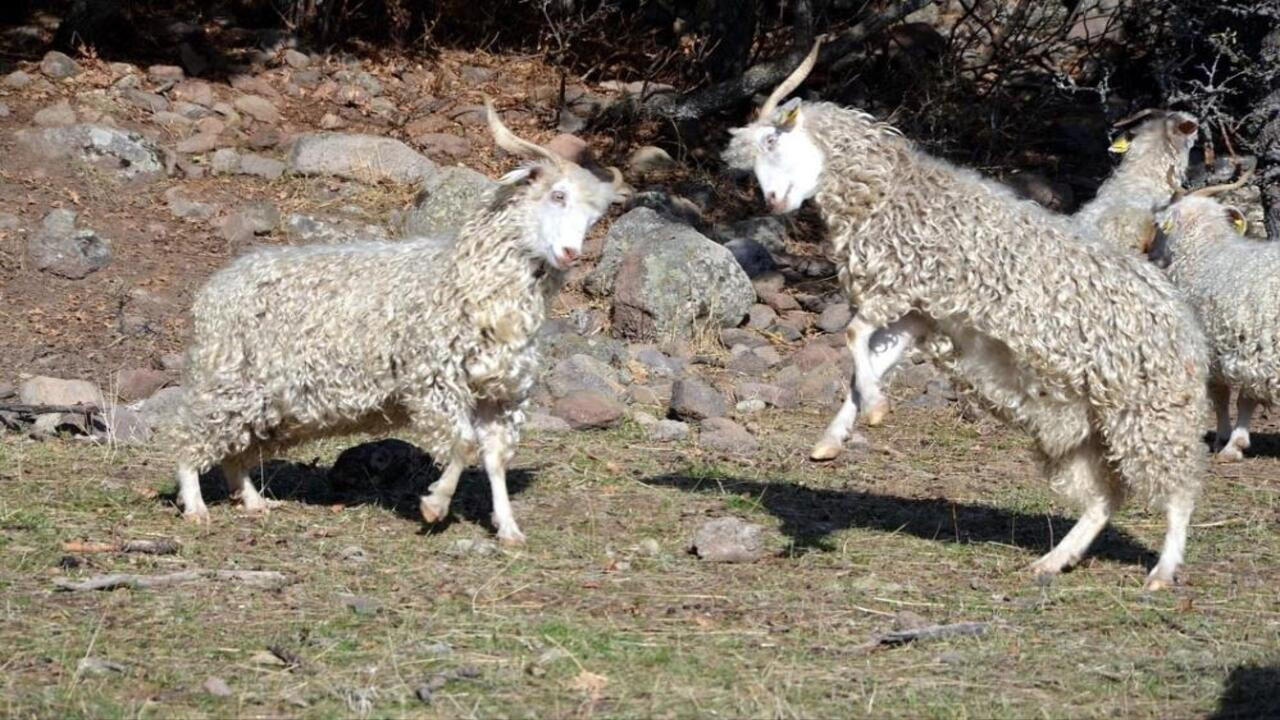 Bolu’da Ankara keçisini korumak için 3 milyon liralık bütçe desteği