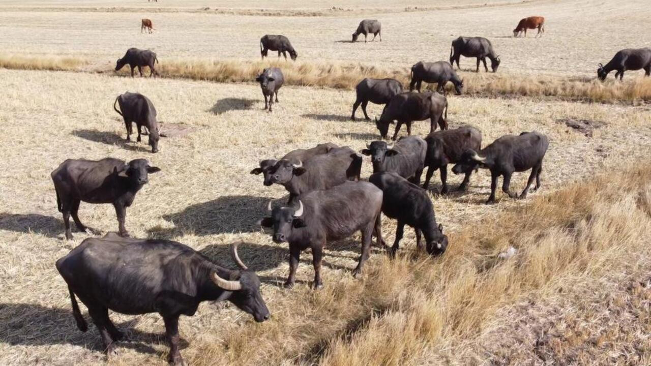 Yoğurdu ve kaymağı dillere destan: Sütü, şifa kaynağı