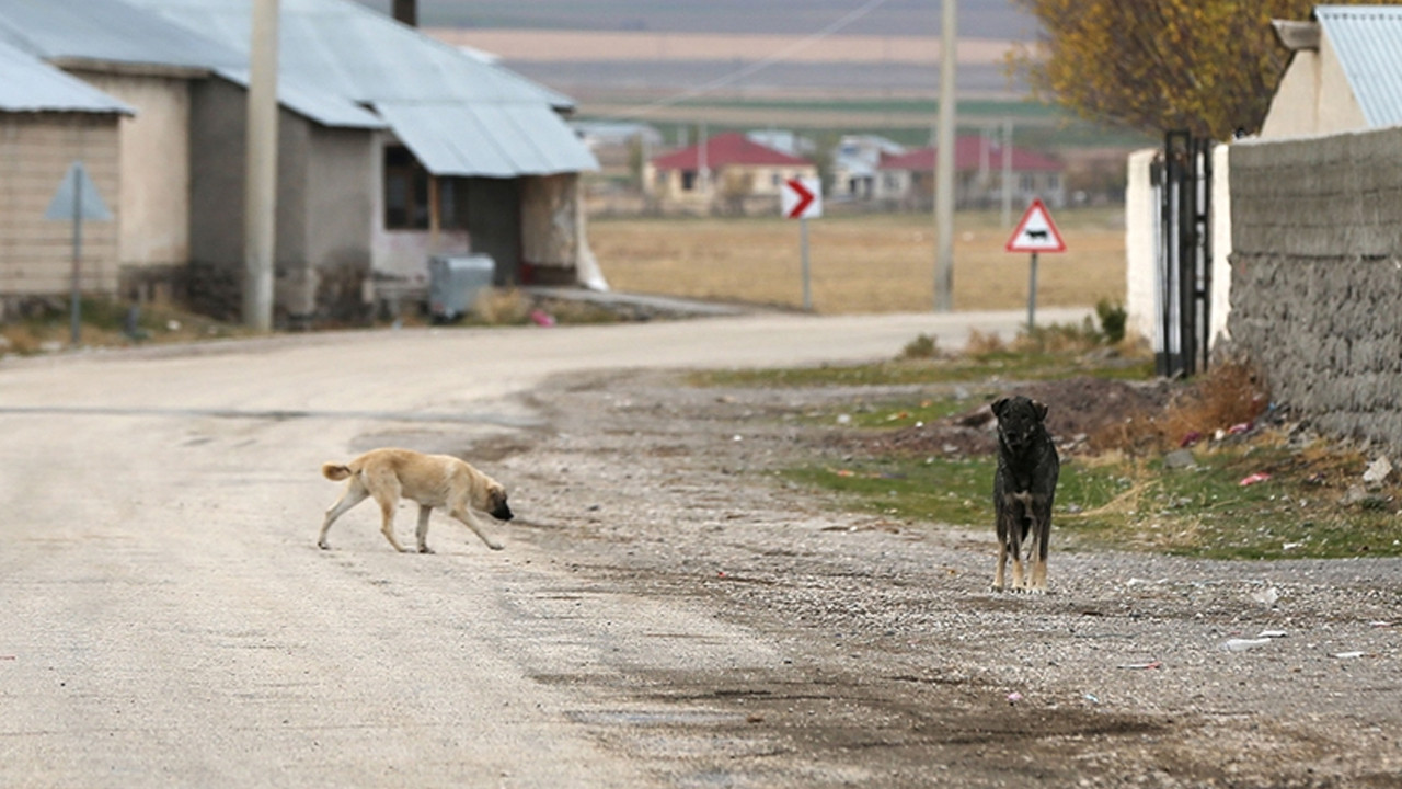 Yozgat’ta vahşet kameralarda! Köpeğe şiddet uyguladı!