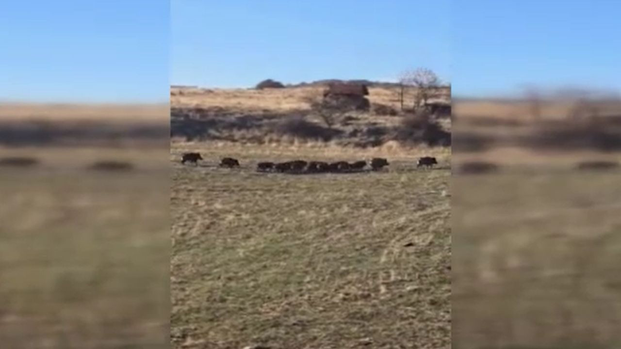 Elmadağ'da şaşırtan manzara: Yaban domuzu sürüsü araziye indi!