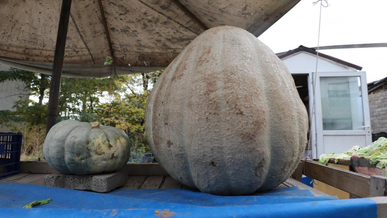 Ata tohumu devasa kabak, kilosuyla şaşırtıyor!