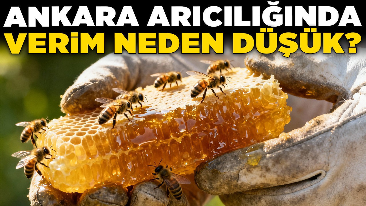 Türkiye Ziraatçılar Derneği'nden önemli açıklamalar: Ankara arıcılığında verim neden düşük? Kızılcahamam, Çubuk, Ayaş öncü!