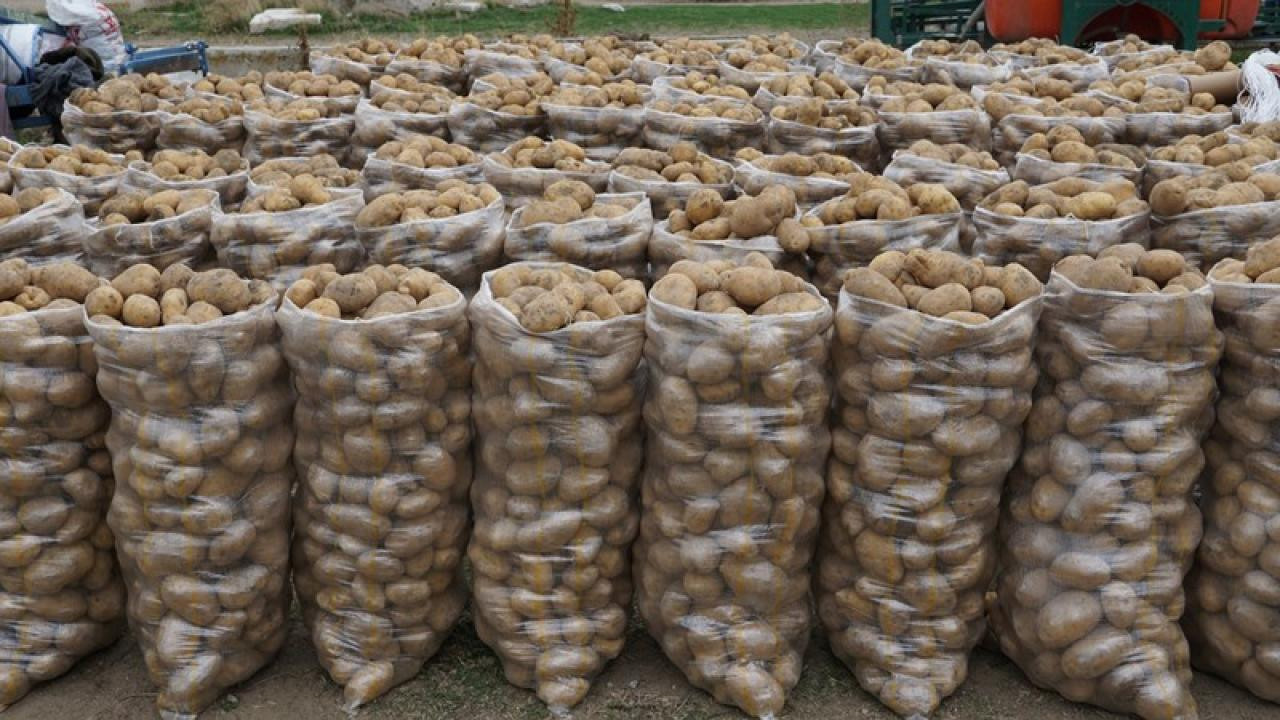 Bakanlık market market araştırdı: Patatesin fiyat sırrı çözüldü