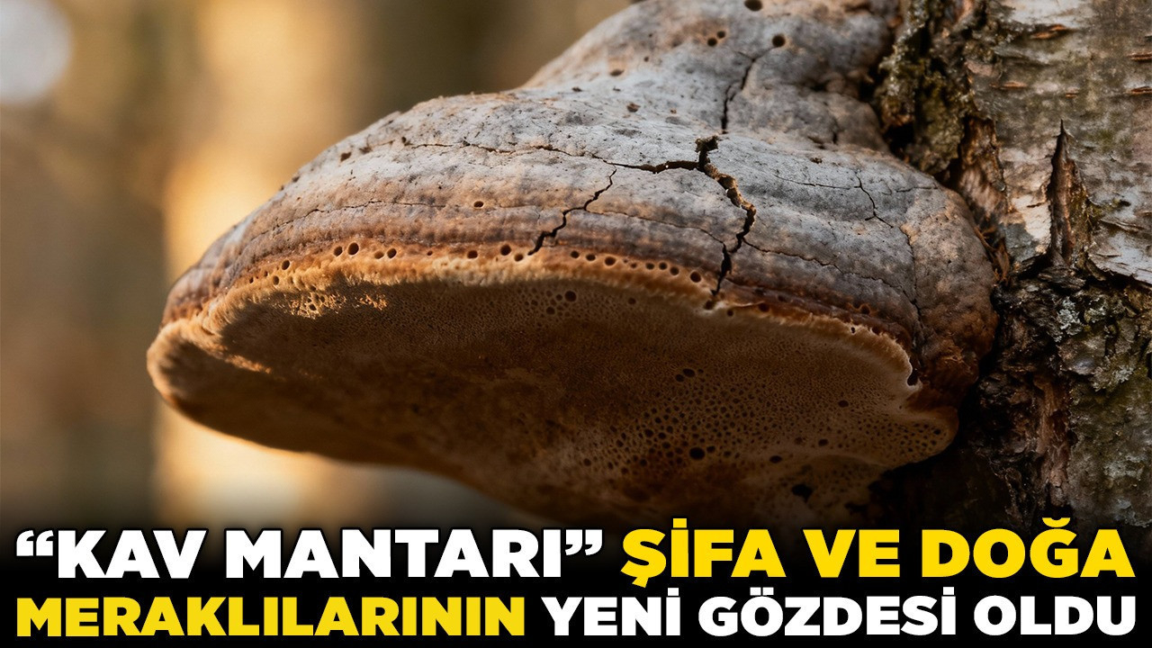 Ormanın "gizli" hazinesi: "Kav Mantarı" şifa ve doğa meraklılarının yeni gözdesi oldu