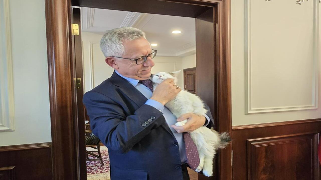 O belediye başkanı, makamında kedi besliyor: Pati dostu projeleriyle farkındalık yaratıyor!