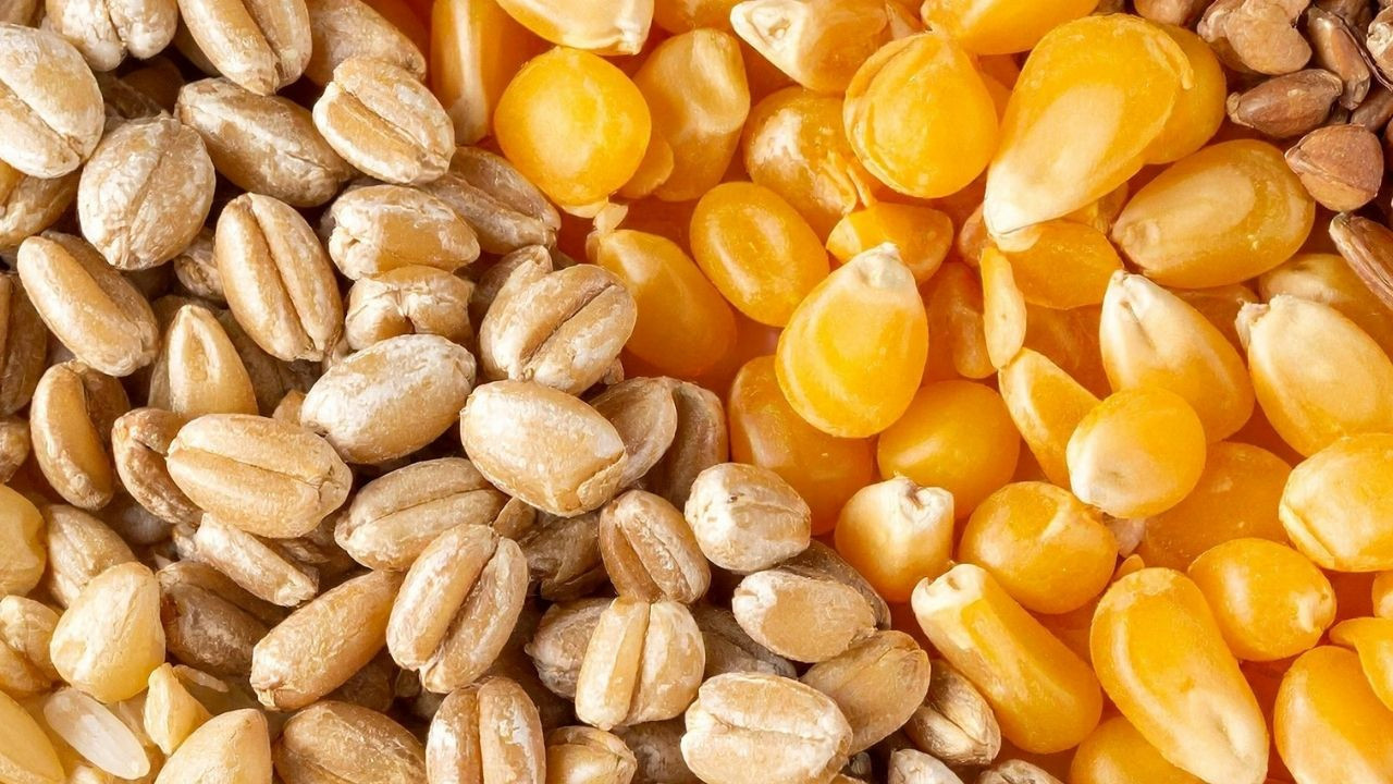 TMO'dan mısır ithalatı iddialarına net cevap