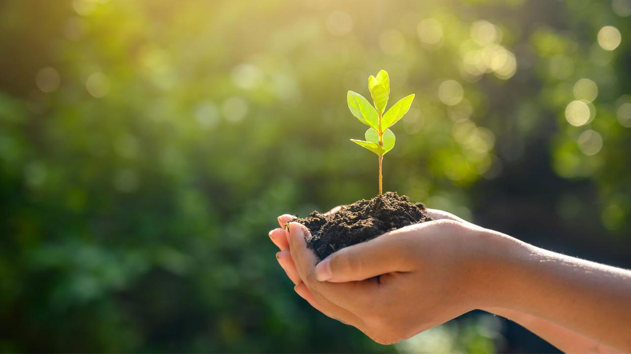 Nallıhan Belediyesinden üreticiye destek: Yüzde 50 hibeli elma ve ceviz fidanı dağıtımı