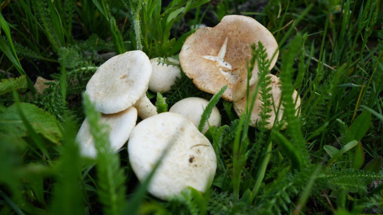 Bolu'da mantar kabusu! Ankara'ya sevk edildi