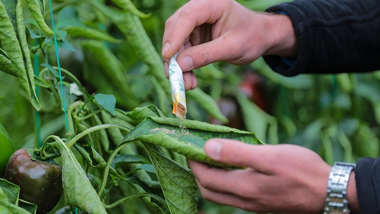 Beypazarı’nda tarımda gizli silah gün yüzüne çıkıyor!