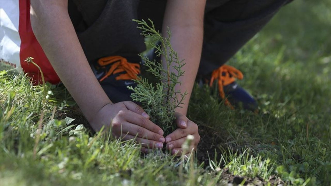 Çubuk Belediyesinden Yeşil Vatan’a destek! Umut fidanları dağıtılıyor