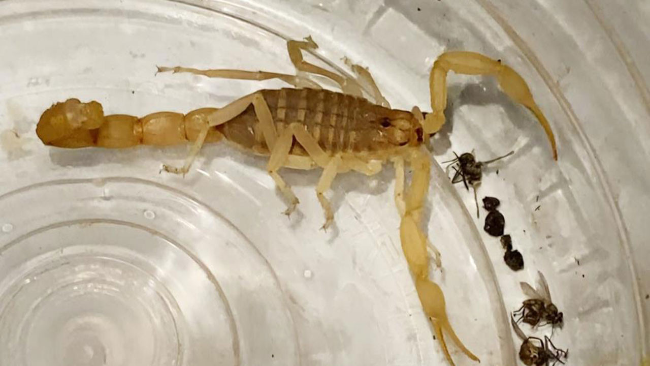 Aksaray’da 10 milyon dolarlık zehir ticareti: Ölümcül akrep satışına suçüstü baskın!