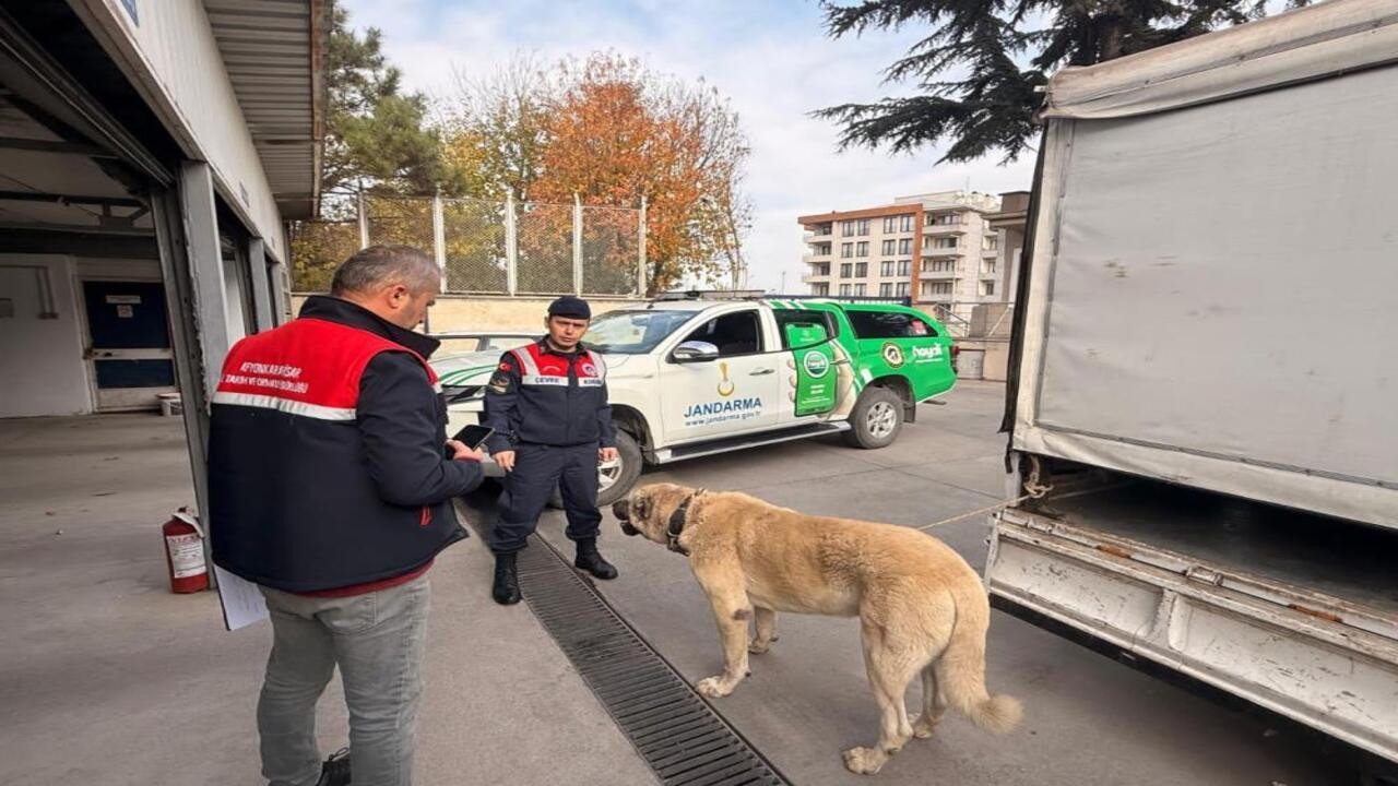Afyonkarahisar’da köpek dövüştüren şahısların “ummadığı taş, baş yardı”