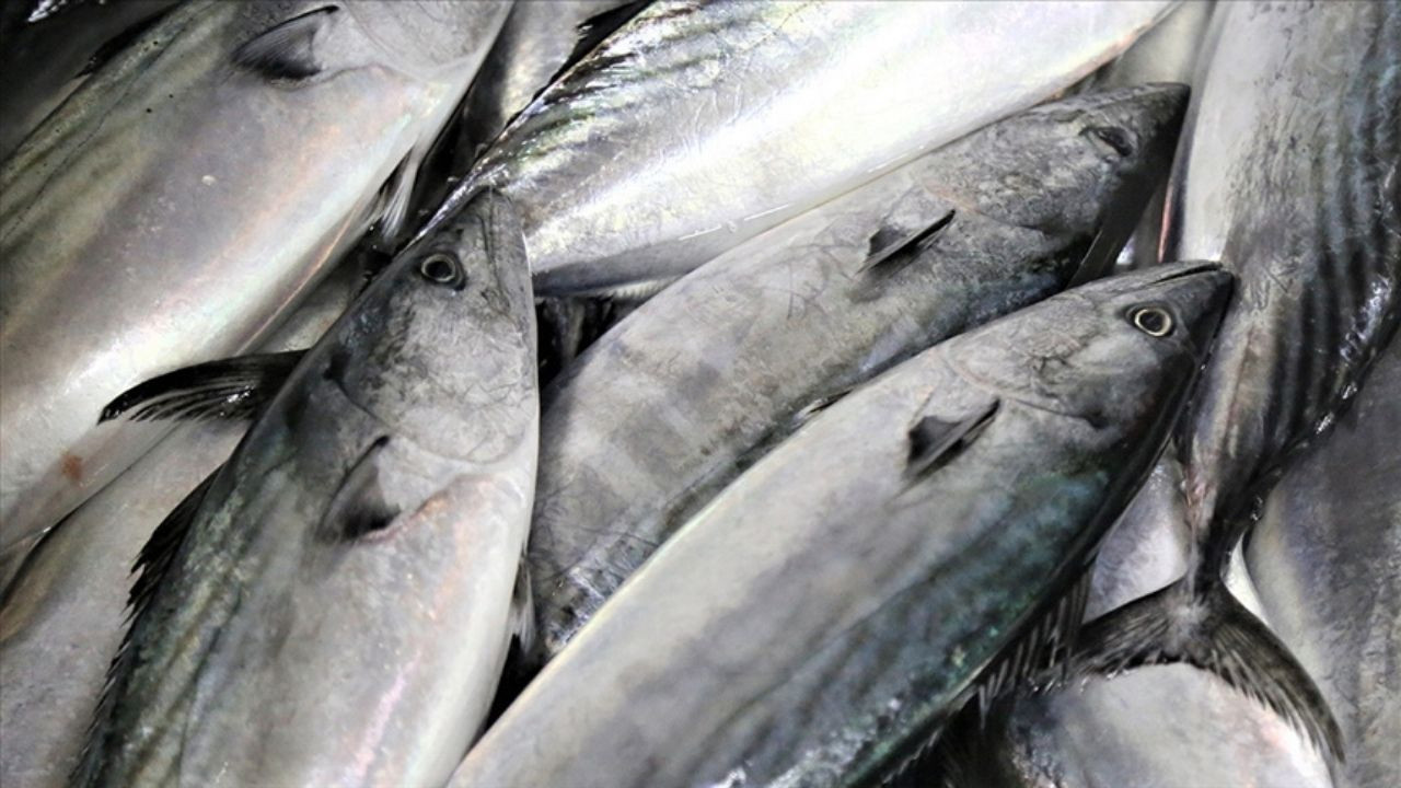 Ankara’da kaçak avcılığa ağır fatura: 1.6 milyon TL ceza kesildi!