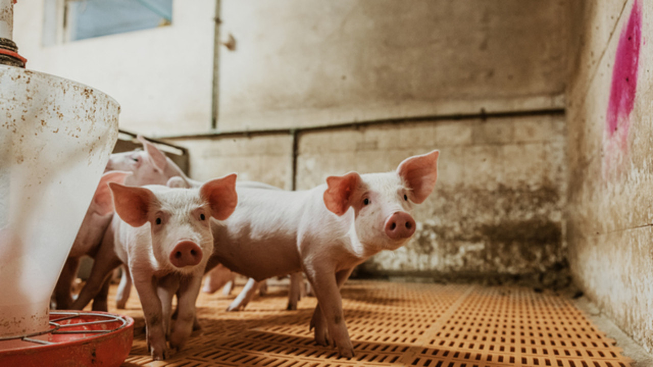 Kızılcahamam’da vatandaşlar, domuzun yardımına “hızır gibi yetişti”