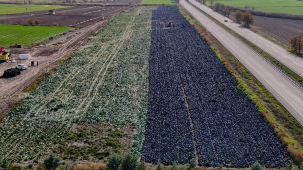 Beypazarı'nda 'mor' mesai