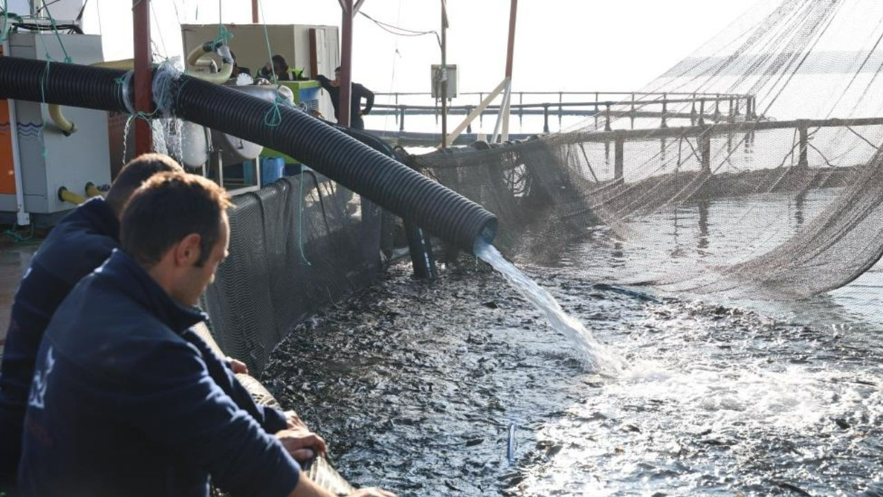Karadeniz'e rakip İç Anadolu'dan çıktı! Kırşehir'de yetişen Türk somonu Avrupa ve Asya sofralarında!