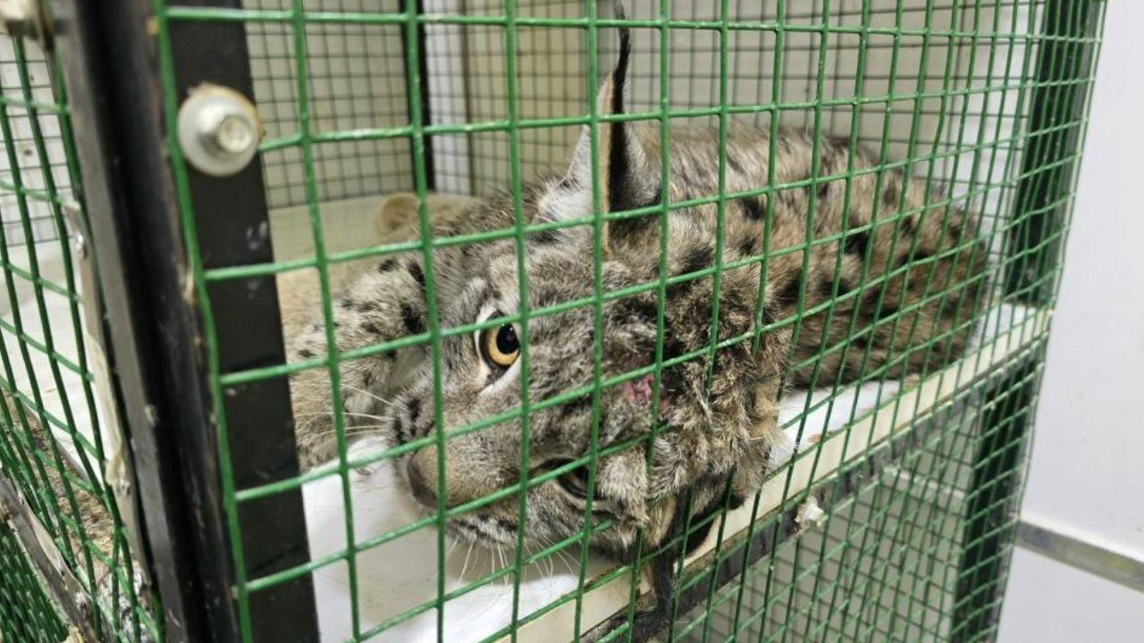 Yozgat'ta nesli tükenme tehlikesinde olan vaşak kurtarıldı! Ankara'ya getirilecek