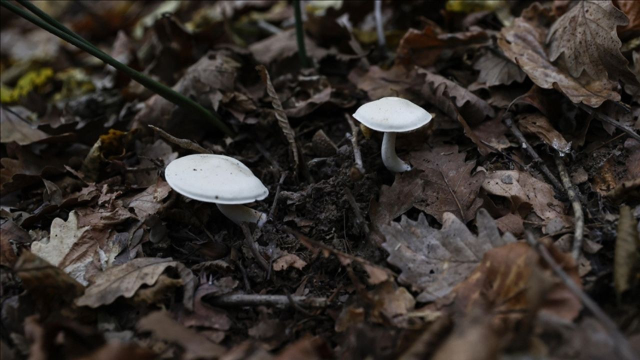 Nallıhan, yapay zeka destekli mantar avının merkezi oldu!