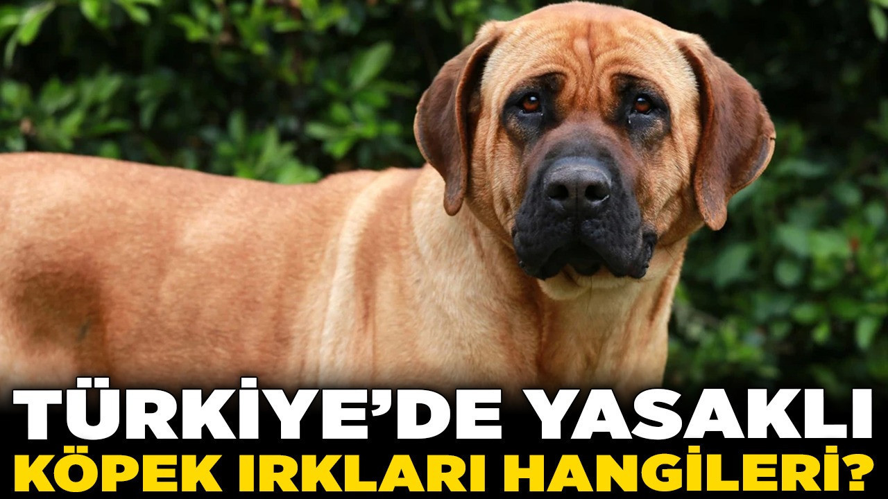 Ankara'daki pitbull vahşeti gündeme getirdi! Türkiye'de yasaklı köpek ırkları hangileri?
