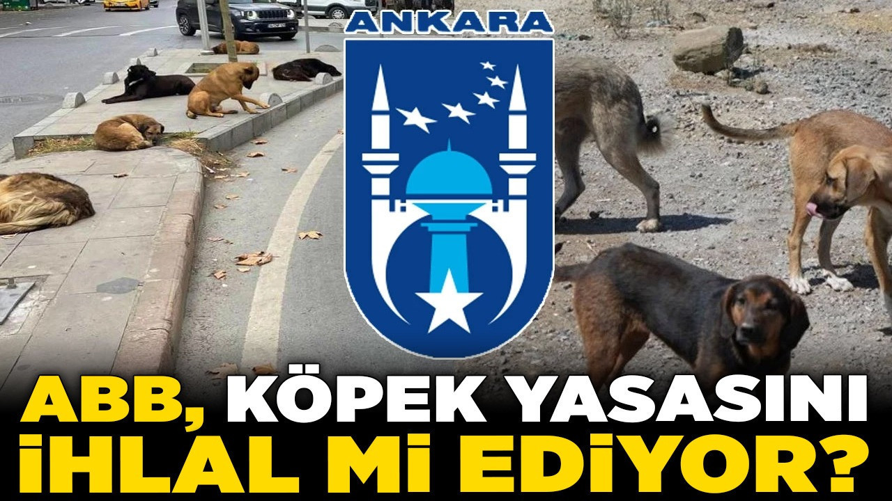 Ankara'da büyük skandal! ABB, köpek yasasını ihlal mi ediyor?