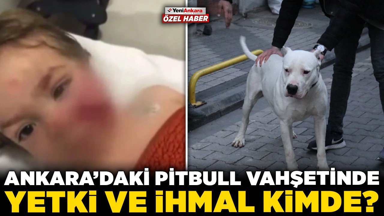 Ankara'daki pitbull vahşetinde yetki ve ihmal kimde? Etimesgut Belediyesinden Yeni Ankara'ya özel açıklama