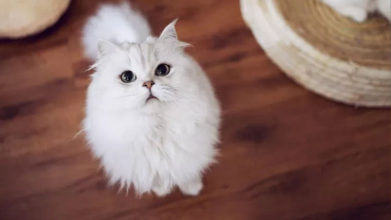 Kediler de erkeklere sesini duyuramıyor! Bilkent ve Ankara Üniversitelerinden çarpıcı araştırma