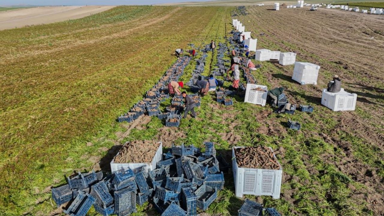 Havuç diyarı Beypazarı'nda "su sıkıntısı" alarmı! Çiftçi: "Susuzluk sene geçtikçe artıyor"