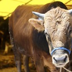 Ankara, Kırıkkale, Kırşehir ve Yozgat kurbanlık fiyatları ne kadar olacak?