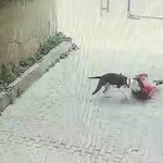 İstanbul'da pitbull saldırısı: 7 yaşındaki çocuk yaralandı