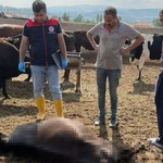 Kırıkkale'de düşen yıldırım nedeniyle 6 büyükbaş hayvan öldü