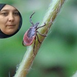 Kene can almaya devam ediyor!