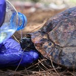 Ankara'da jandarmadan kenelerle mücadele eden kaplumbağaya yardım eli