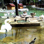 Başkent'te yaz sezonuyla Kuğulu Park'a yoğun ilgi