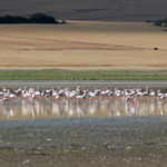 Yozgat’ın kuş cennetinde Flamingo bereketi