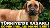 Ankara'daki pitbull vahşeti gündeme getirdi! Türkiye'de yasaklı köpek ırkları hangileri?