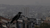 Ankara’nın en fazla karga bulunan bölgesi neresi?