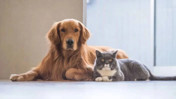 Kedi ve köpek sahipleri dikkat: 2026’da mikroçip cezası hayvan başına 10.423 TL