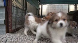 Keçiören Belediyesinden hayvanseverlere müjde: Barınak ziyaret günleri arttı