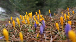 Beypazarı'nda baharın müjdecisi kardelenler çiçek açtı