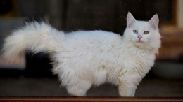 Safkan Ankara kedileri bu merkezde korunuyor!