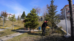 Beypazarı Belediyesinde ağaç budama çalışmaları sürüyor