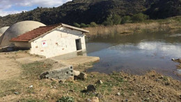 Ankara Beypazarı'nda kediler kayboluyor: "Çakallar saldırıyor" iddiası