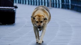 Çubuk'ta sahipsiz köpekler iki çocuğa saldırdı!