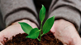 Şereflikoçhisar Belediyesinden zirai don sebebiyle zarar gören üreticiye uyarı