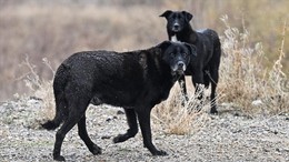 Mamak'ta sokak köpeklerinin kovaladığı çocuk yüksekten atlayarak yaralandı