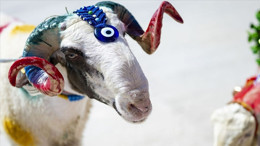 Etimesgut Belediyesi duyurdu! Kurban satış yeri başvuruları başlayacak