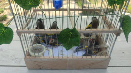 Kırşehir’de koruma altındaki “Saka” kuşlarını satan kişilere adli işlem yapıldı